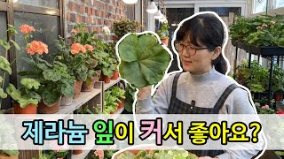 제라늄 잎이 커졌다고 좋아하는 분들은 이 영상 안 보시면 후회하십니다.