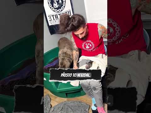 Štěňátko bez známek života - co se stalo dál? 🐶❤️ #záchranaživota #pes #inspirace