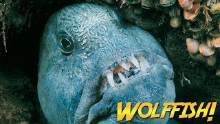 Wolffish &amp; Wolf Eels | JONATHAN BIRD&#39;S BLUE WORLD