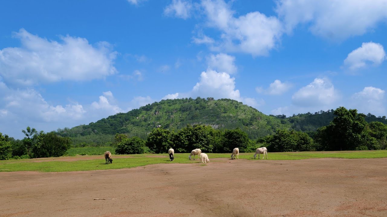 Discover a captivating glimpse of Suoi Nghe Sheep Field.