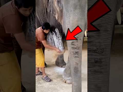 Elephant walks again 🐘❤️#telugu #telugushorts