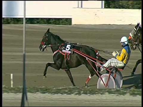 Trotto 31/12/2015 - 2° corsa