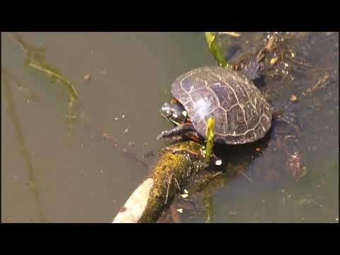 download lagu mp3 mp4 Turtles In Virginia, download lagu Turtles In Virginia gratis, unduh video klip Turtles In Virginia