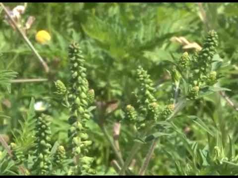 Ambrozija – alergije