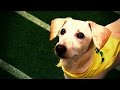 PUPPY BOWL XI | Sunday Feb 1 3/2c - YouTube