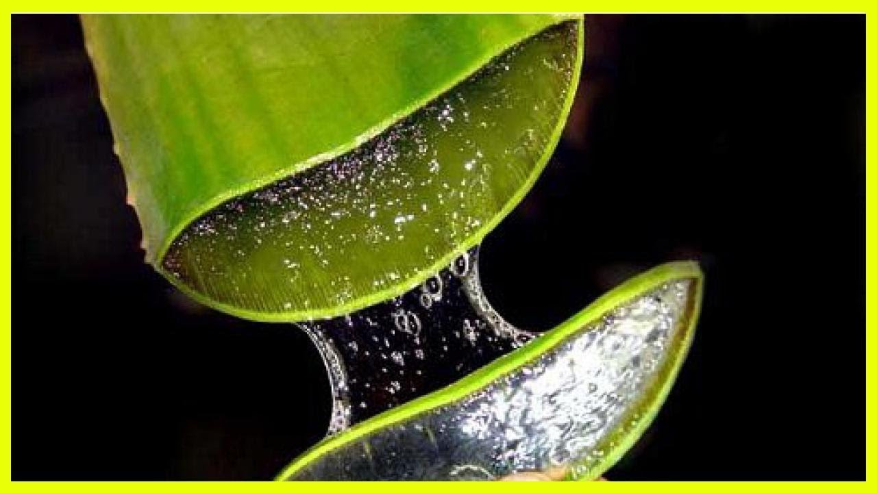 ¿Cómo preparar el aloe vera para el estreñimiento
