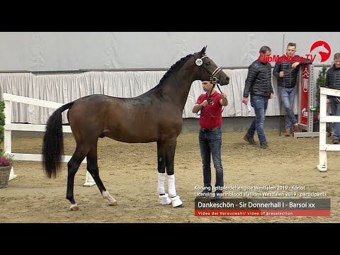 Hengst v. Dankeschön - Sir Donnerhall I - Barsoi xx