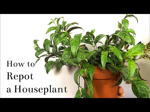 How to Repot a Houseplant