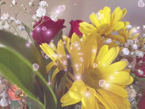 Lulu the superman - lobi yu mama (OBS)