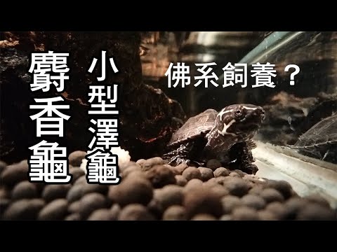麝香龜種類