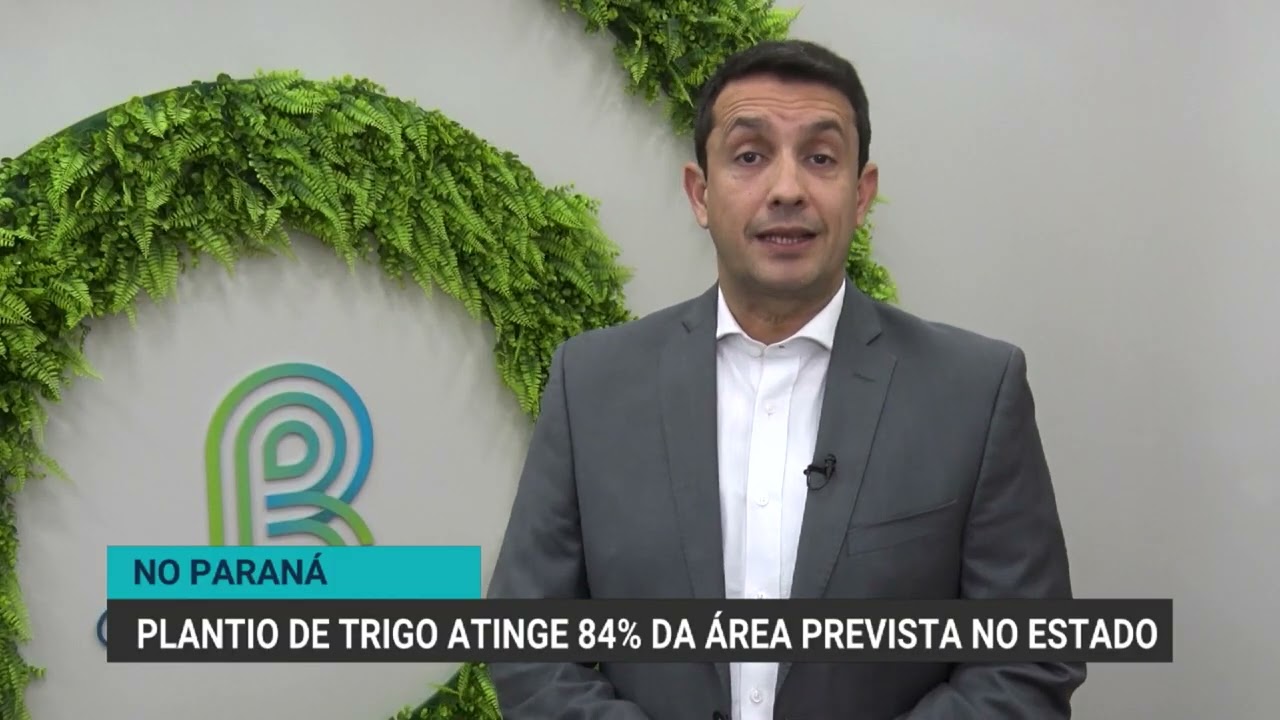 Paraná avança no plantio e pode retomar liderança na produção de trigo