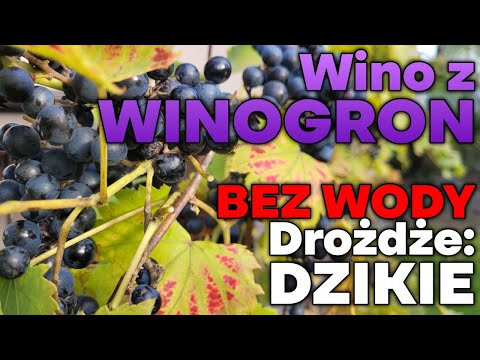 🍇 How to Make Grape Wine with Wild Yeast? Step-by-Step Recipe