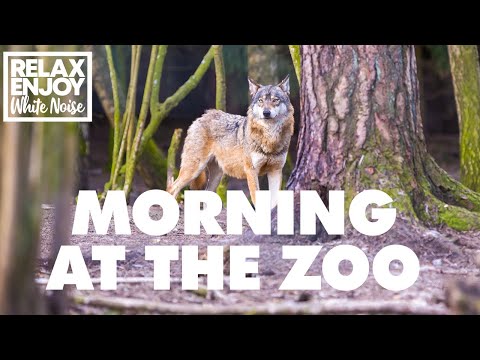 Morning at the Zoo | Animal White Noise, Animal Noises, Natures Music, Nature Sounds, Sleep Sounds