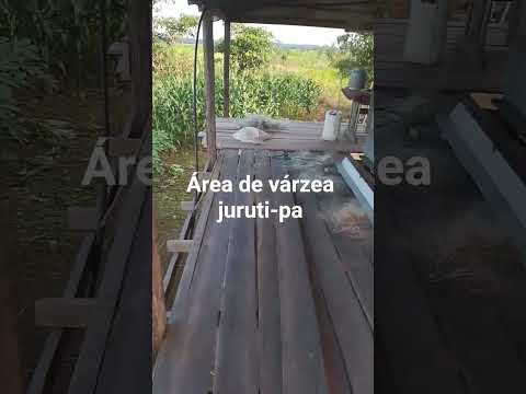 juruti-para