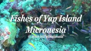 preview picture of video 'SchoenerTauchen: Die Fische von Yap (HD) Manta Ray Bay Resort und Yap Divers'