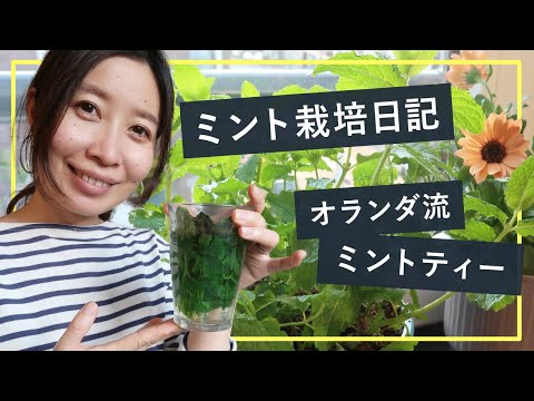 ミント 植物