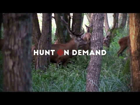 Rothirschjagd zur Brunft – Hunter Brothers Hunt on Demand Trailer