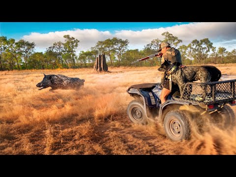 Wild Pig Hunting on the Quad - Remote Northern Australia