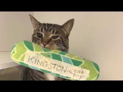 Kingston, an adoptable Domestic Short Hair in Arlington Heights, IL_image-1