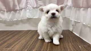 ハーフ犬の動画01