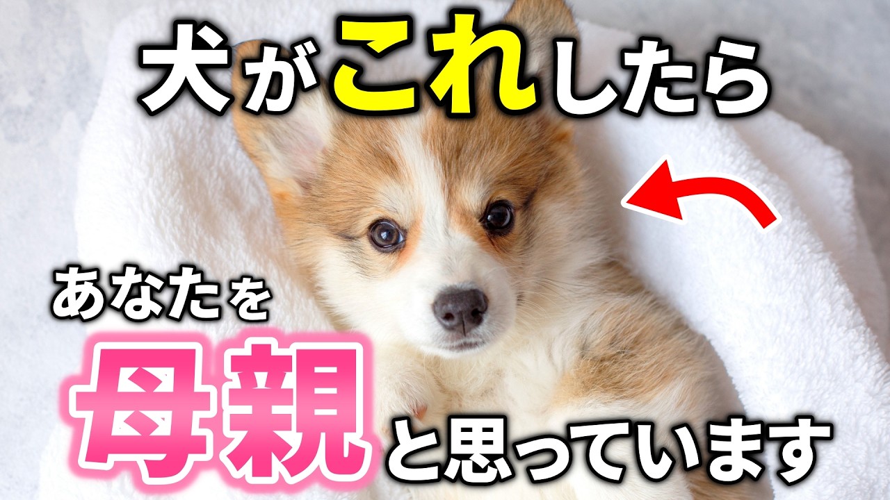 犬が母親だと思っている飼い主にだけ見せる行動15選