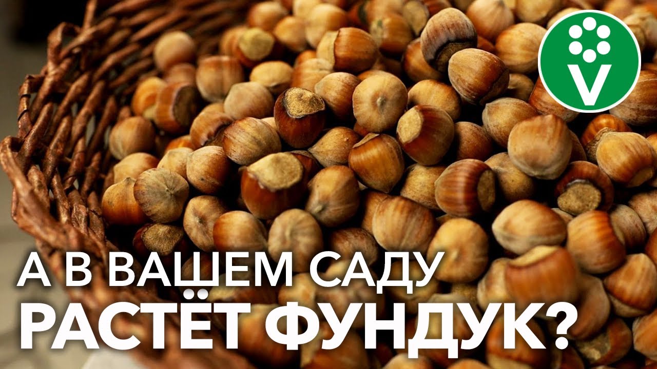 Умный орех фундук! Посадите и ешьте каждый день для здоровья и бодрости!