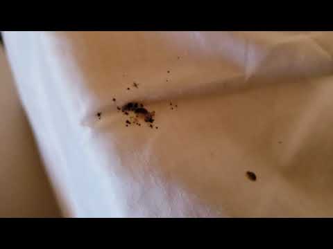 Massive Bed Bug Infestation in Manasquan, NJ