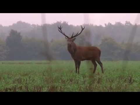 combat de cerfs 2014