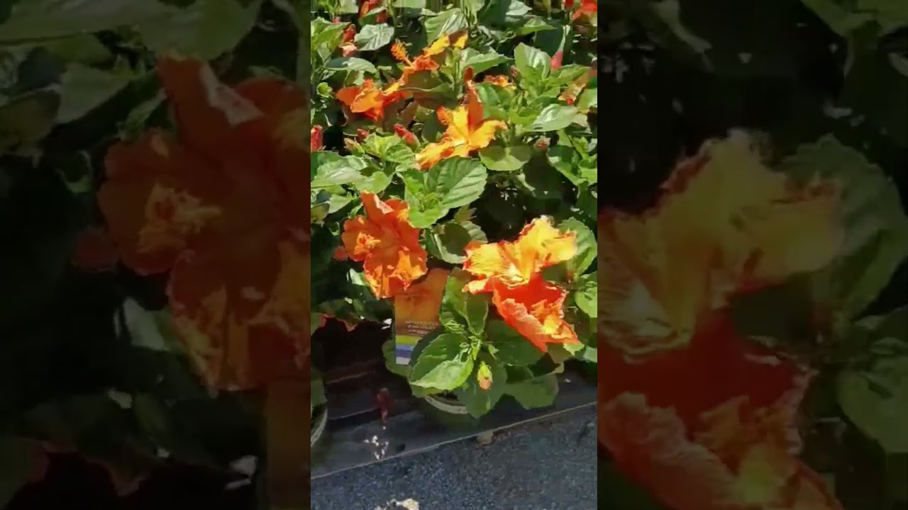 New Plant Tour Proctor Ace