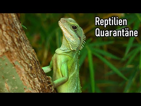 Reptilien Quarantäne || akinapets
