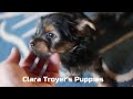 Yorkshire Terrier dogs for sale: Ginger - Video 1