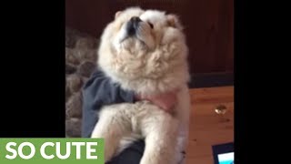 Giant fluffy dog loves to be held