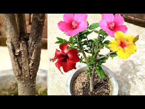 Gardening 4u and 2 more