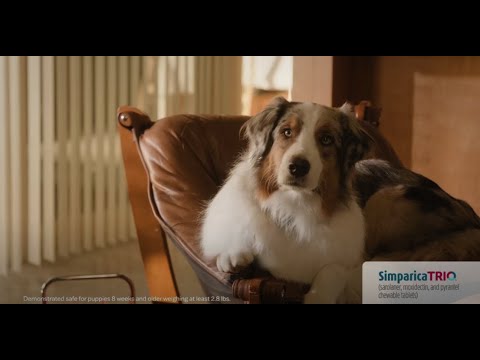 Simparica Trio® - Triple Parasite Protection TV Commercial