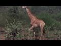 Ozzy Man Reviews Drunk Animals