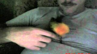 Dead Bird II.avi