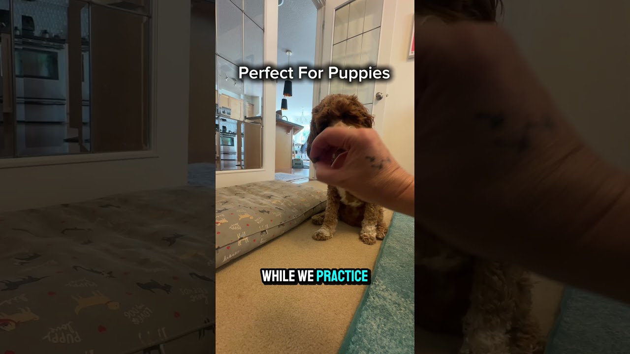 Pet Treats Voice Over