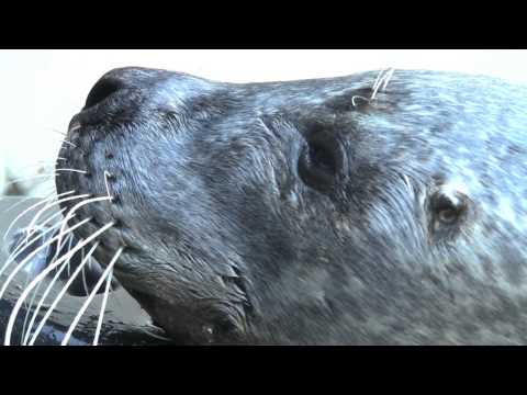 Eye surgery for harbor seals