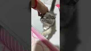 Download lagu Can You Guess What I’m Trying to Catch? 🐱🪶 mp3