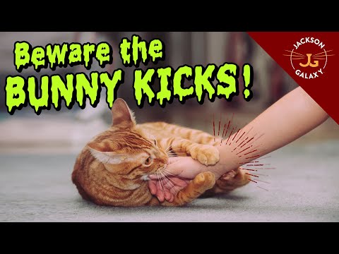 Cat Bunny Kicks Are Cute but Painful!