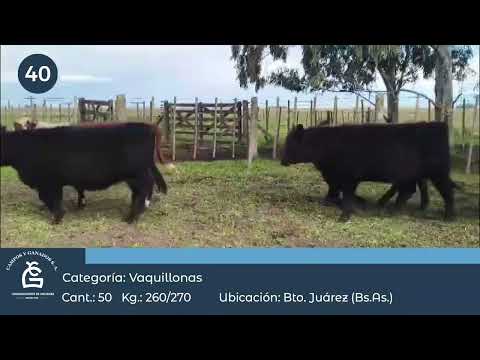 Lote VQ INV- Bto Juarez Bs As