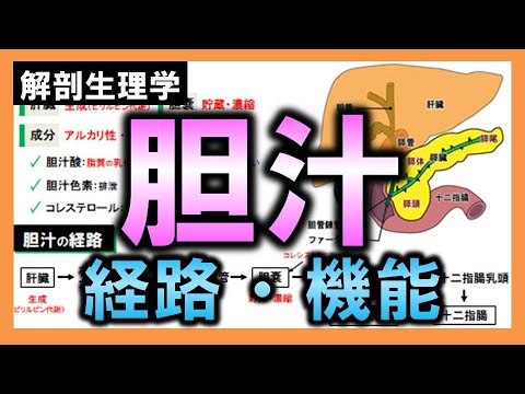 胆汁酸について詳しく解説