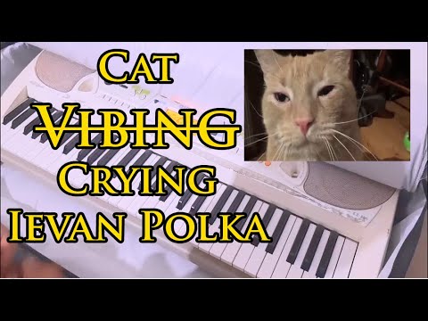 Cat Vibing? Cat Crying To Ievan Polkka | @WaleedNaeem