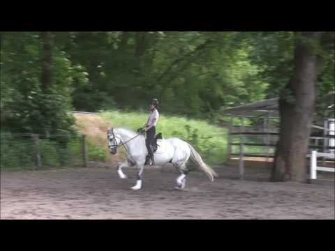 GLÜCKSKLEE 7.j Ire VB 6.000,- Euro