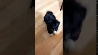 Australian Terrier Puppies Videos