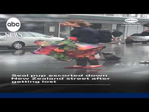 Baby seal escorted down New Zealand street