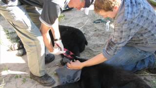 Healing Haven Wildlife Rescue Black Bear Release - Bonnie &amp; Clyde