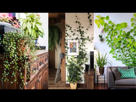 11 Lush Indoor Plants to Give Your Home a Jungle Vibe
