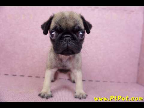 09/08巴哥母幼犬