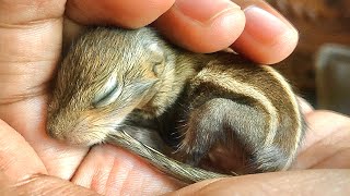 How to care for a Baby Squirrel - 20 Simple tips !!